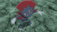 Weavile in the anime (Image via TPC)
